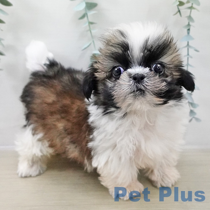 埼玉県のシーズー (ペットプラス コクーンシティ店/2025年10月26日生まれ/男の子/ホワイトゴールド)の子犬の1枚目の画像