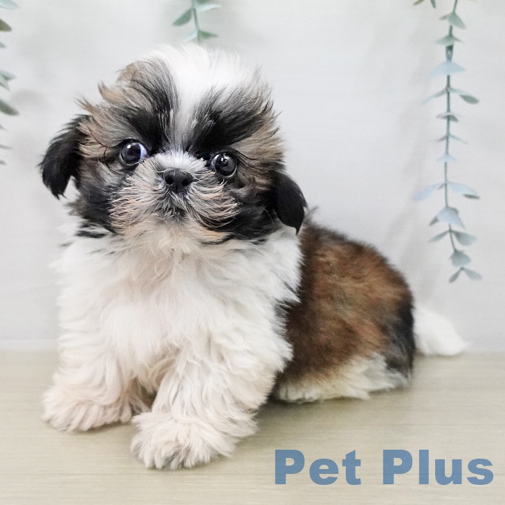 埼玉県のシーズー (ペットプラス コクーンシティ店/2025年10月26日生まれ/男の子/ホワイトゴールド)の子犬の2枚目の画像