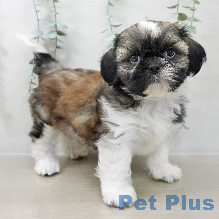 茨城県のシーズー (ペッツワン 阿見店/2025年11月8日生まれ/男の子/ホワイトゴールド)の子犬の1枚目の画像