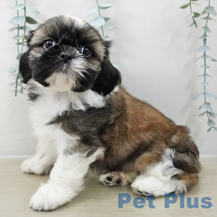 茨城県のシーズー (ペッツワン 阿見店/2025年11月8日生まれ/男の子/ホワイトゴールド)の子犬の2枚目の画像