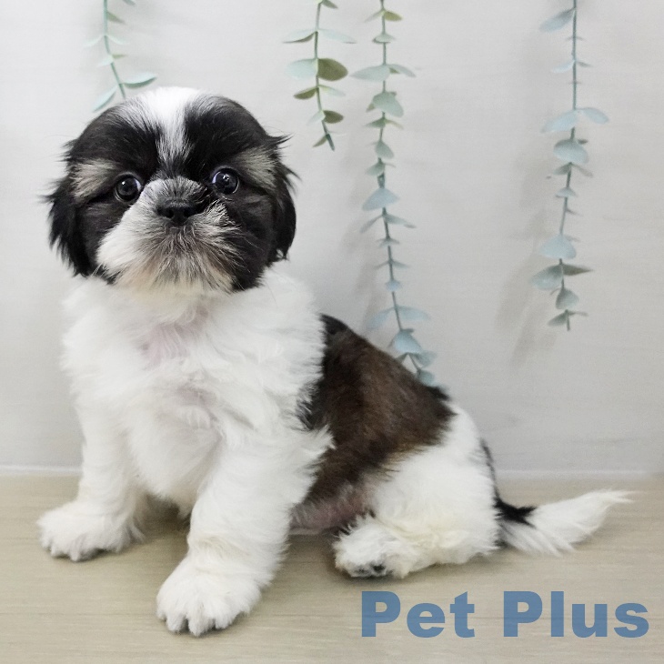 宮城県のシーズー (ペットプラス 仙台泉大沢店/2025年11月8日生まれ/男の子/ホワイトゴールド)の子犬の1枚目の画像