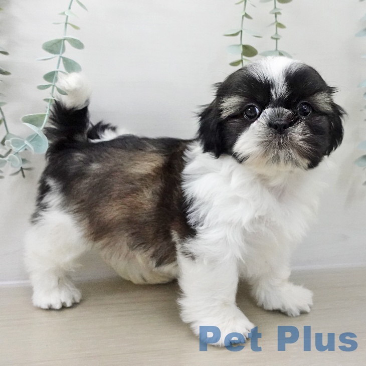 宮城県のシーズー (ペットプラス 仙台泉大沢店/2025年11月8日生まれ/男の子/ホワイトゴールド)の子犬の2枚目の画像