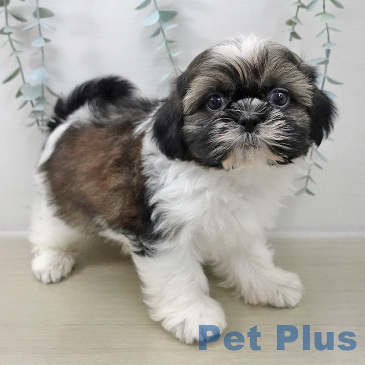 千葉県のシーズー (ペットプラス 成田店/2025年11月8日生まれ/男の子/ホワイトゴールド)の子犬の2枚目の画像