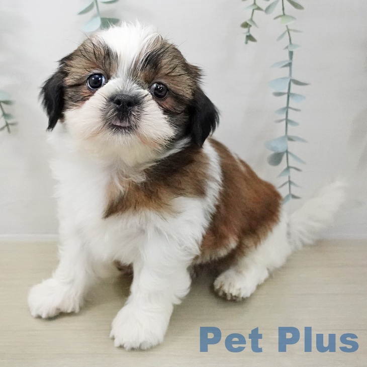 岩手県のシーズー (ペットプラス 盛岡南店/2025年11月8日生まれ/女の子/ホワイトゴールド)の子犬の2枚目の画像