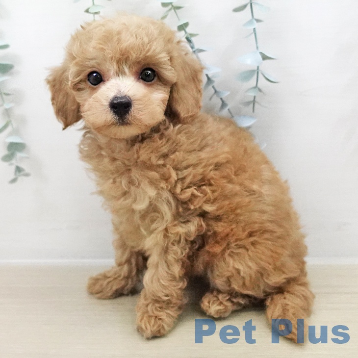 山梨県のトイプードル(トイ) (ペットプラス 甲府国母店/2025年11月8日生まれ/男の子/クリーム)の子犬の1枚目の画像