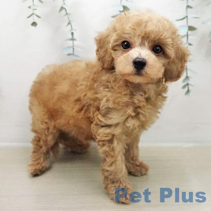 山梨県のトイプードル(トイ) (ペットプラス 甲府国母店/2025年11月8日生まれ/男の子/クリーム)の子犬の2枚目の画像