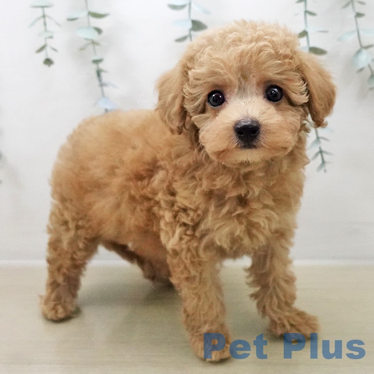 東京都のトイプードル(トイ) (ペットプラス むさし村山店/2025年11月8日生まれ/女の子/クリーム)の子犬の1枚目の画像