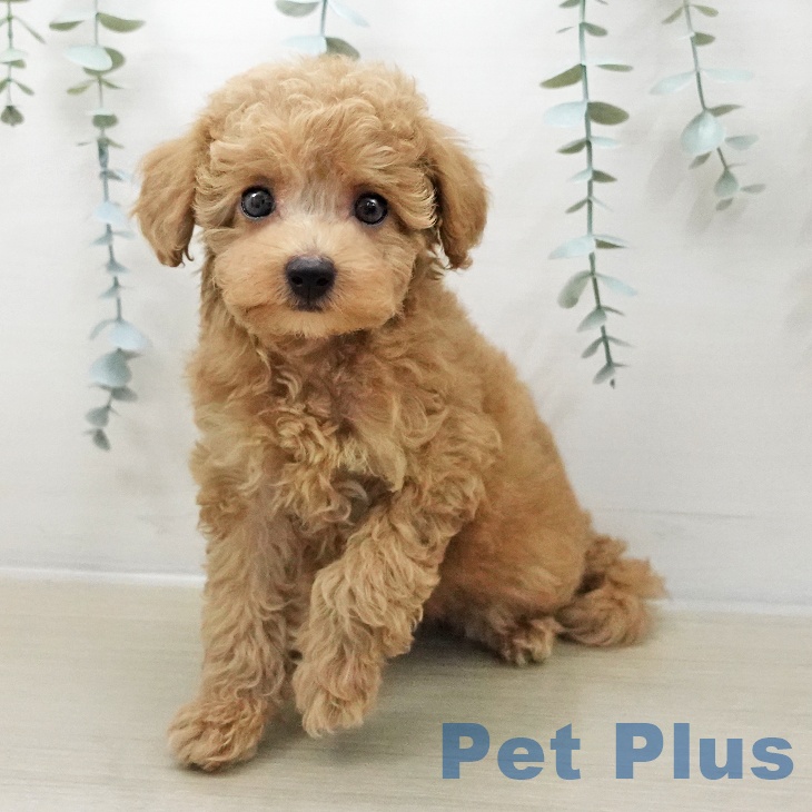 東京都のトイプードル(トイ) (ペットプラス むさし村山店/2025年11月8日生まれ/女の子/クリーム)の子犬の2枚目の画像