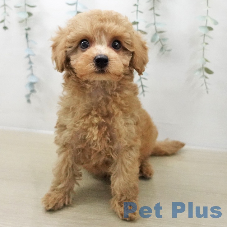 千葉県のトイプードル(トイ) (ペットプラス 幕張新都心店/2025年11月8日生まれ/男の子/クリーム)の子犬の2枚目の画像