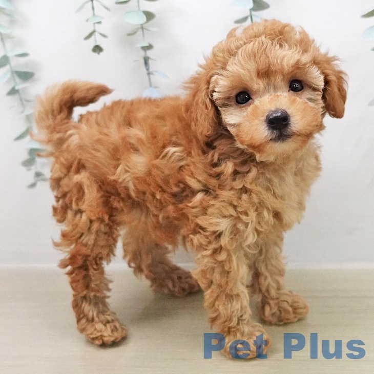 埼玉県のトイプードル(トイ) (ペットプラス ららぽーと富士見店/2025年11月9日生まれ/女の子/アプリコット)の子犬の2枚目の画像