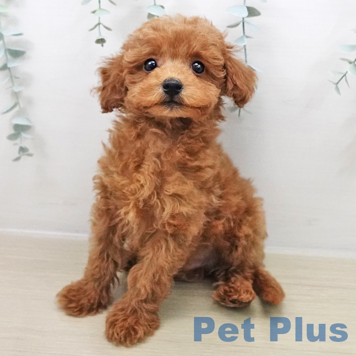 福島県のトイプードル(トイ) (ペットプラス イオンタウン郡山店/2025年11月7日生まれ/男の子/アプリコット)の子犬の1枚目の画像