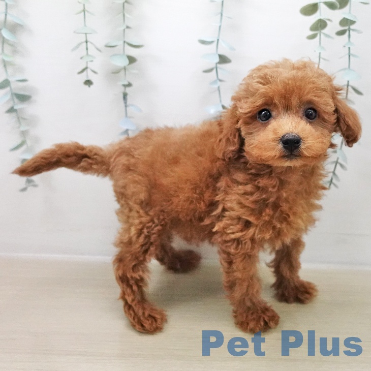 福島県のトイプードル(トイ) (ペットプラス イオンタウン郡山店/2025年11月7日生まれ/男の子/アプリコット)の子犬の2枚目の画像