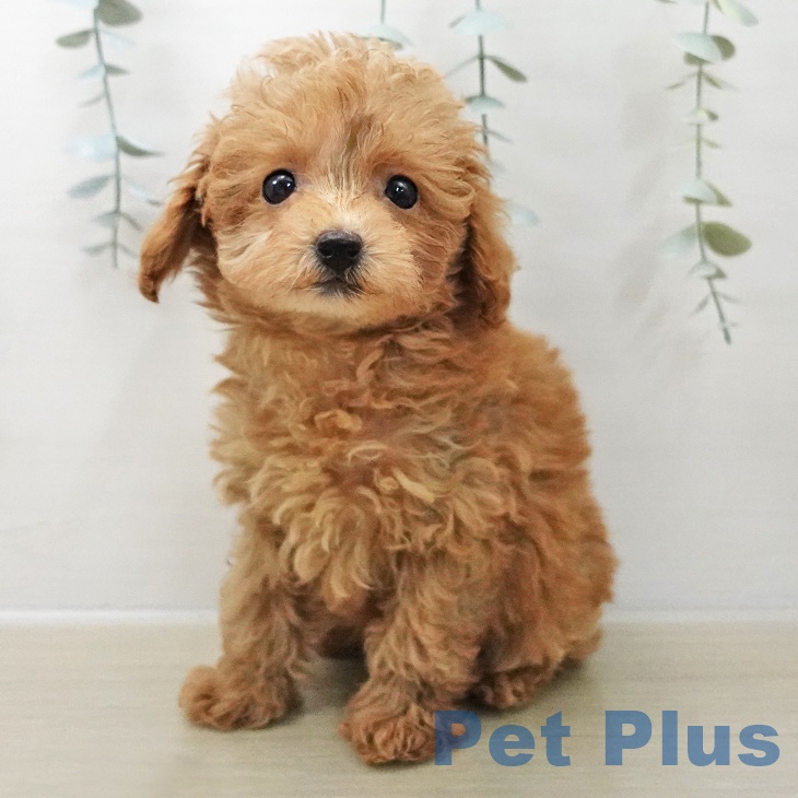 茨城県のトイプードル(トイ) (ペットプラス つくば店/2025年11月7日生まれ/女の子/アプリコット)の子犬の1枚目の画像