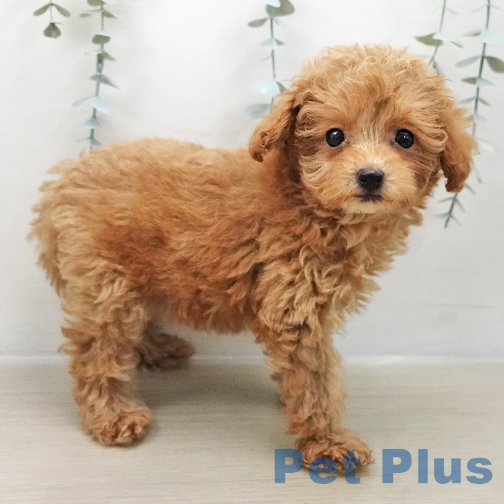 茨城県のトイプードル(トイ) (ペットプラス つくば店/2025年11月7日生まれ/女の子/アプリコット)の子犬の2枚目の画像