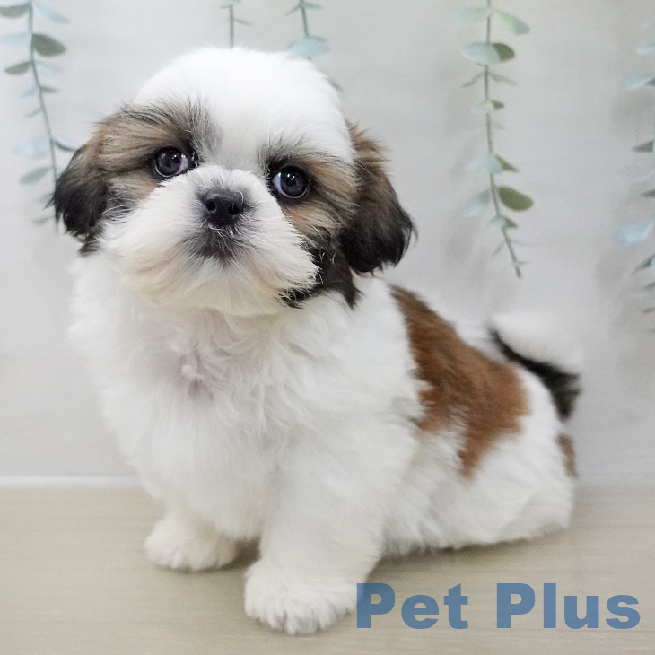 宮城県のシーズー (ペットプラス 仙台上杉店/2025年11月10日生まれ/男の子/ホワイトゴールド)の子犬の1枚目の画像