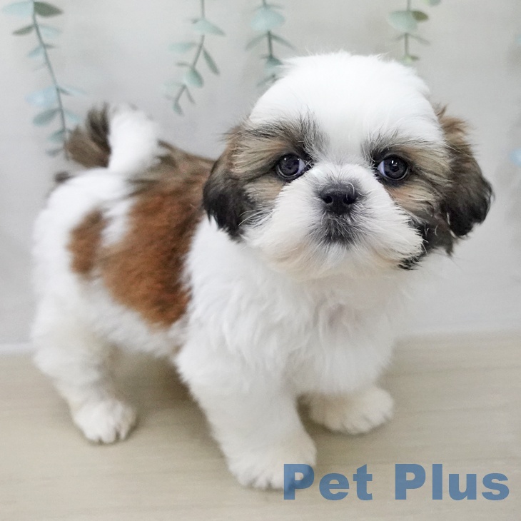 宮城県のシーズー (ペットプラス 仙台上杉店/2025年11月10日生まれ/男の子/ホワイトゴールド)の子犬の2枚目の画像