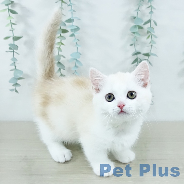 東京都のミヌエット (ペットプラス 日の出店/2025年10月29日生まれ/男の子/クリームタビーホワイト)の子猫の1枚目の画像