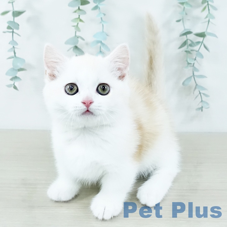 東京都のミヌエット (ペットプラス 日の出店/2025年10月29日生まれ/男の子/クリームタビーホワイト)の子猫の2枚目の画像
