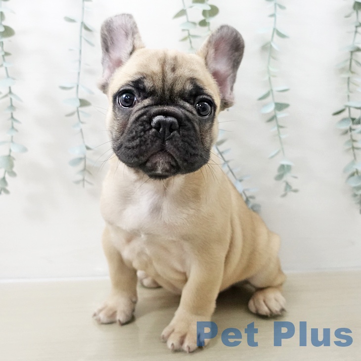 茨城県のフレンチブルドッグ (ペッツワン つくば店/2025年11月4日生まれ/男の子/フォーン)の子犬の1枚目の画像