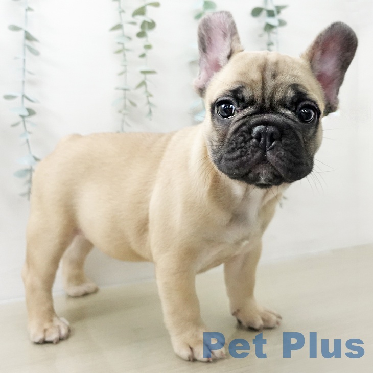 茨城県のフレンチブルドッグ (ペッツワン つくば店/2025年11月4日生まれ/男の子/フォーン)の子犬の2枚目の画像