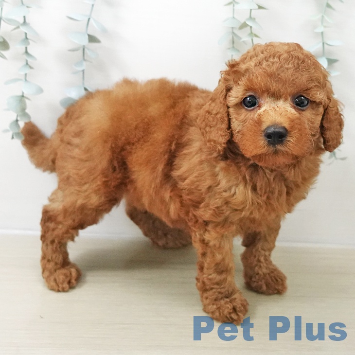 埼玉県のトイプードル(トイ) (ペットプラス 所沢店/2025年11月10日生まれ/男の子/レッド)の子犬の1枚目の画像
