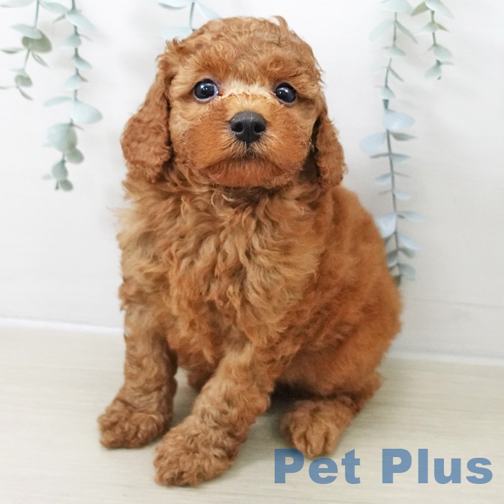 埼玉県のトイプードル(トイ) (ペットプラス 所沢店/2025年11月10日生まれ/男の子/レッド)の子犬の2枚目の画像