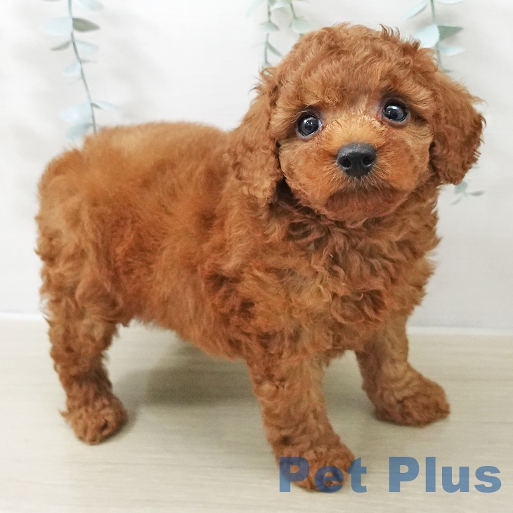 神奈川県のトイプードル(トイ) (ペットプラス 海老名店/2025年11月10日生まれ/男の子/レッド)の子犬の1枚目の画像