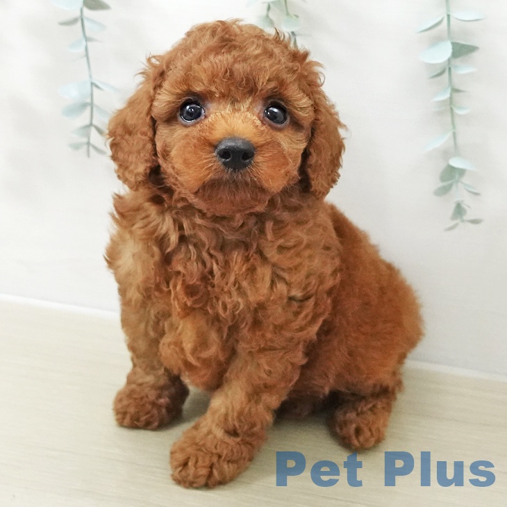 神奈川県のトイプードル(トイ) (ペットプラス 海老名店/2025年11月10日生まれ/男の子/レッド)の子犬の2枚目の画像