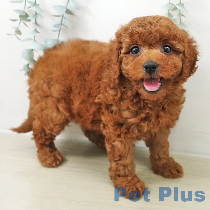 埼玉県のトイプードル(トイ) (ペットプラス イオンモール春日部店/2025年11月10日生まれ/女の子/レッド)の子犬の1枚目の画像