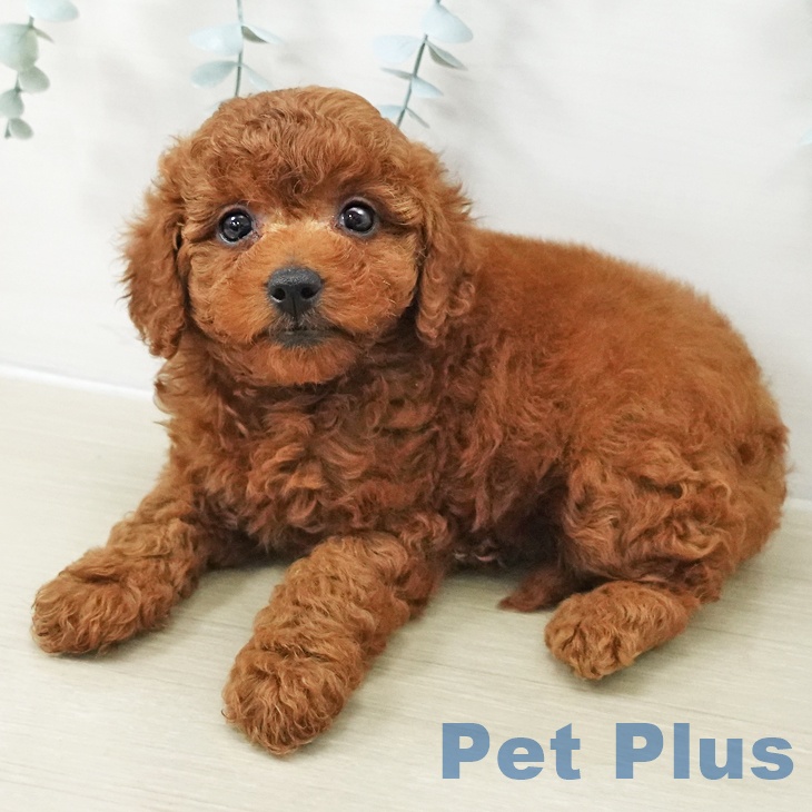 埼玉県のトイプードル(トイ) (ペットプラス イオンモール春日部店/2025年11月10日生まれ/女の子/レッド)の子犬の2枚目の画像