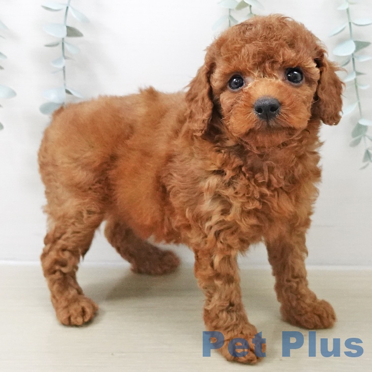 東京都のトイプードル(トイ) (ペットプラス 立川高島屋S.C.店/2025年11月10日生まれ/女の子/レッド)の子犬の1枚目の画像