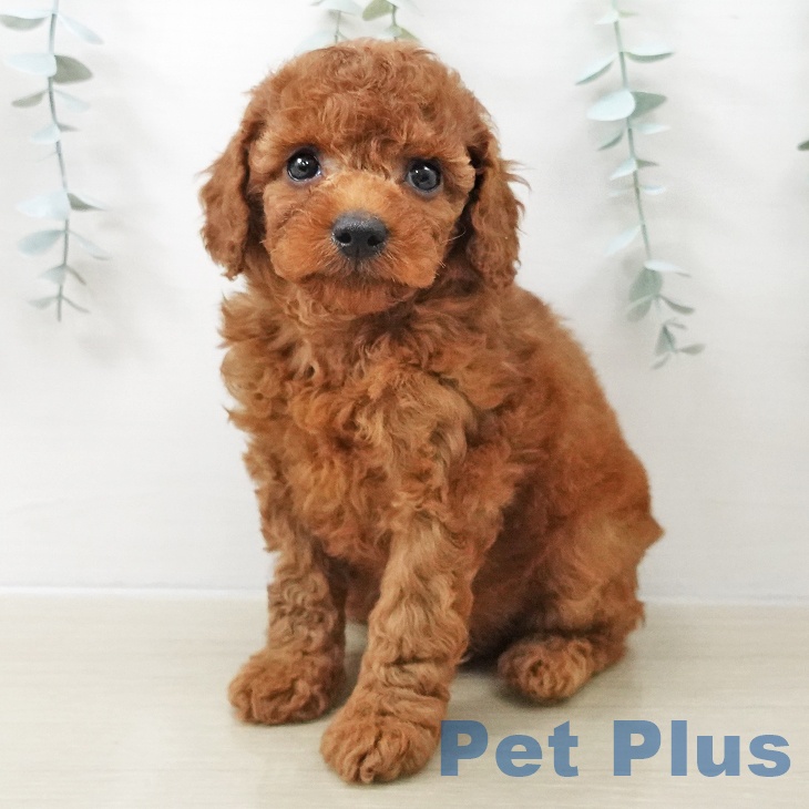 東京都のトイプードル(トイ) (ペットプラス 立川高島屋S.C.店/2025年11月10日生まれ/女の子/レッド)の子犬の2枚目の画像