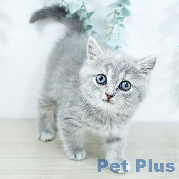 埼玉県のスコティッシュフォールド (ペットプラス 与野店/2025年11月5日生まれ/女の子/ブルーパッチドタビー)の子猫の1枚目の画像