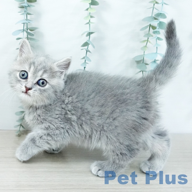 埼玉県のスコティッシュフォールド (ペットプラス 与野店/2025年11月5日生まれ/女の子/ブルーパッチドタビー)の子猫の2枚目の画像