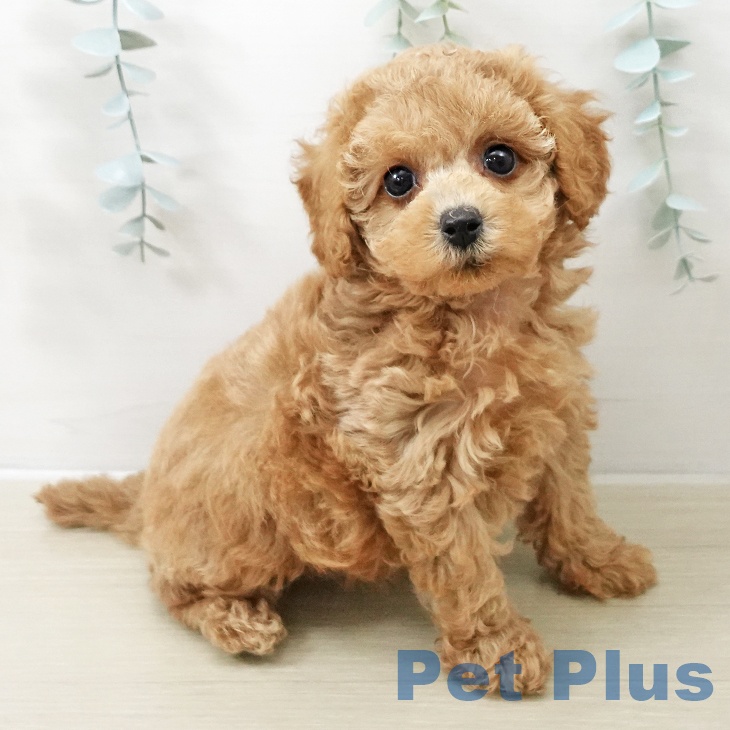 東京都のトイプードル(トイ) (ペットプラス 立川高島屋S.C.店/2025年11月9日生まれ/男の子/アプリコット)の子犬の1枚目の画像