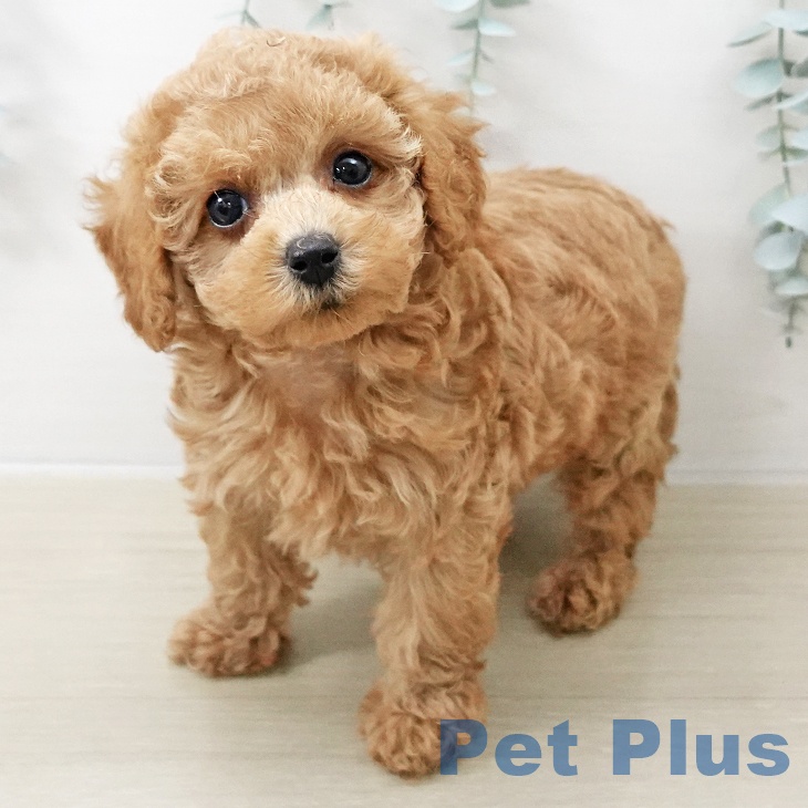 東京都のトイプードル(トイ) (ペットプラス 立川高島屋S.C.店/2025年11月9日生まれ/男の子/アプリコット)の子犬の2枚目の画像