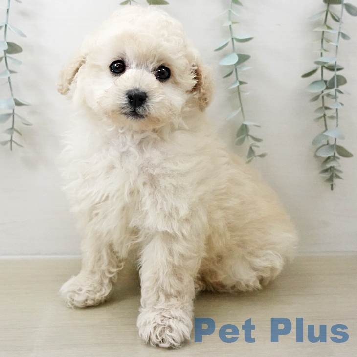 東京都のトイプードル(トイ) (ペットプラス むさし村山店/2025年11月11日生まれ/男の子/ホワイト)の子犬の1枚目の画像