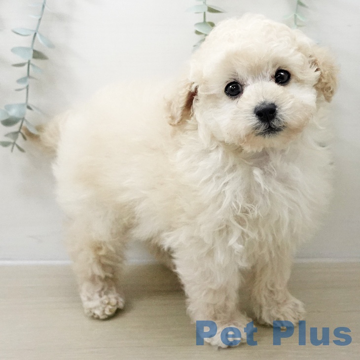 東京都のトイプードル(トイ) (ペットプラス むさし村山店/2025年11月11日生まれ/男の子/ホワイト)の子犬の2枚目の画像