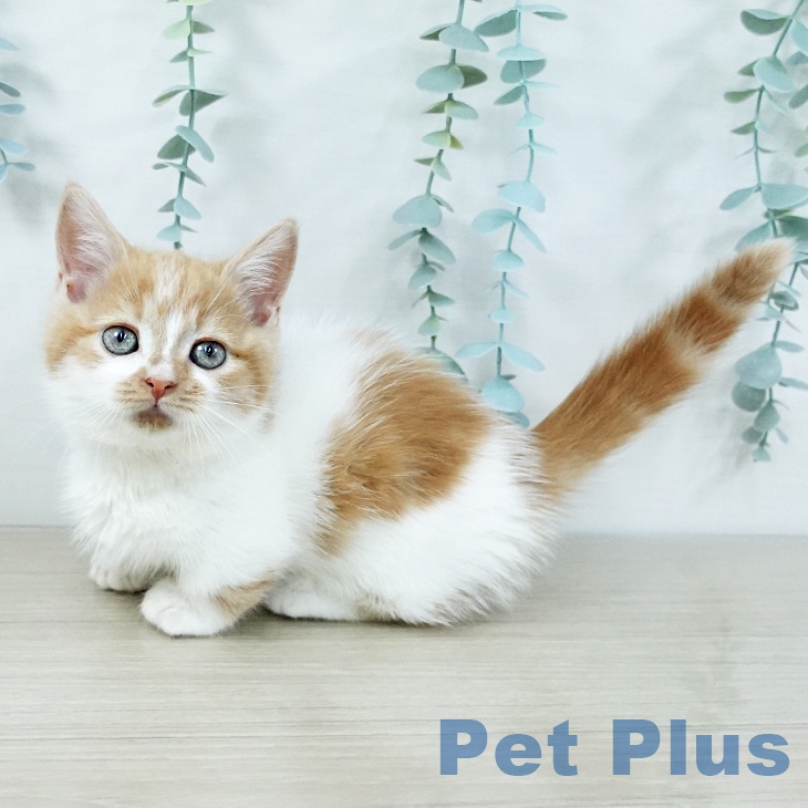神奈川県のミヌエット (ペットプラス 天王町店/2025年11月5日生まれ/男の子/レッドタビーホワイト)の子猫の1枚目の画像