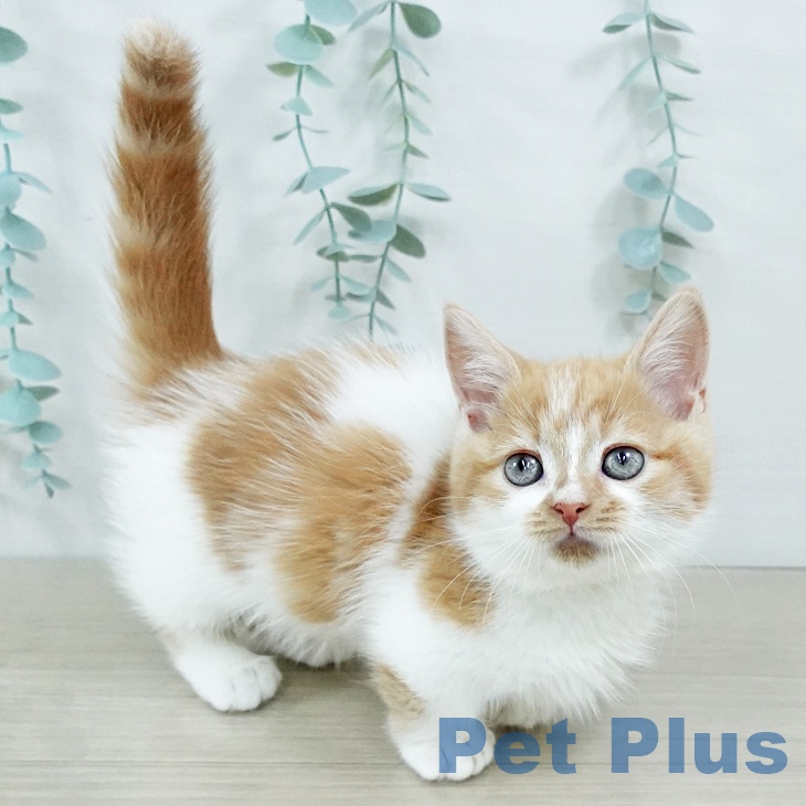 神奈川県のミヌエット (ペットプラス 天王町店/2025年11月5日生まれ/男の子/レッドタビーホワイト)の子猫の2枚目の画像