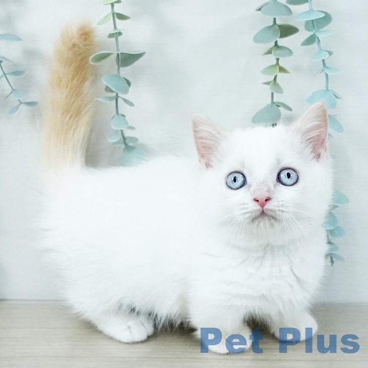 千葉県のミヌエット (ペットプラス 幕張新都心店/2025年11月5日生まれ/女の子/クリームポイント)の子猫の1枚目の画像