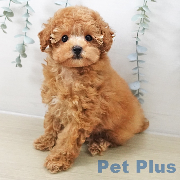 神奈川県のトイプードル(トイ) (ペットプラス 武蔵小杉店/2025年11月3日生まれ/男の子/アプリコット)の子犬