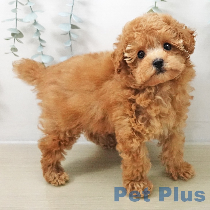 神奈川県のトイプードル(トイ) (ペットプラス 武蔵小杉店/2025年11月3日生まれ/男の子/アプリコット)の子犬の2枚目の画像
