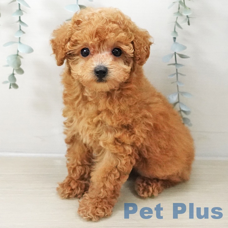 千葉県のトイプードル(トイ) (ペッツワン 千葉ニュータウン店/2025年11月3日生まれ/女の子/アプリコット)の子犬の1枚目の画像