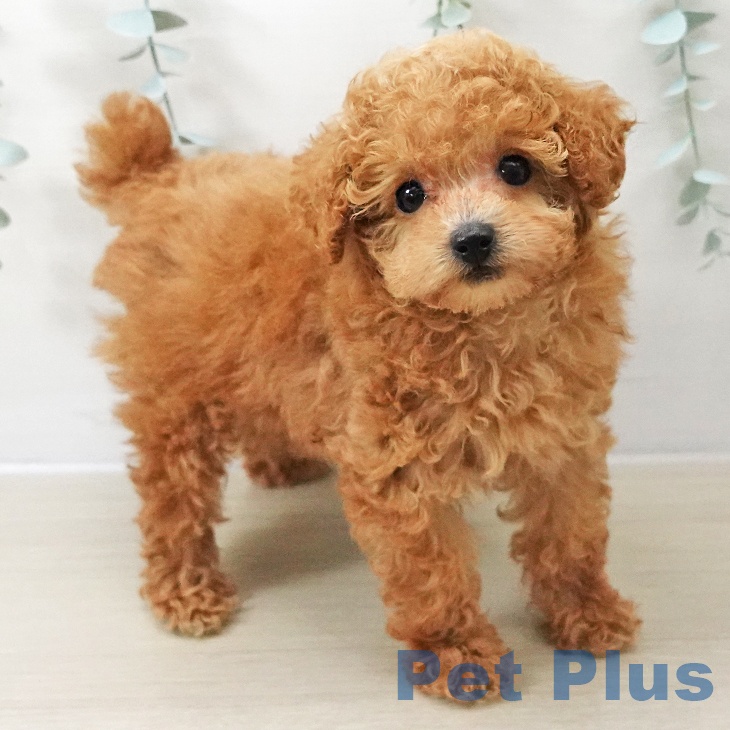 千葉県のトイプードル(トイ) (ペッツワン 千葉ニュータウン店/2025年11月3日生まれ/女の子/アプリコット)の子犬の2枚目の画像