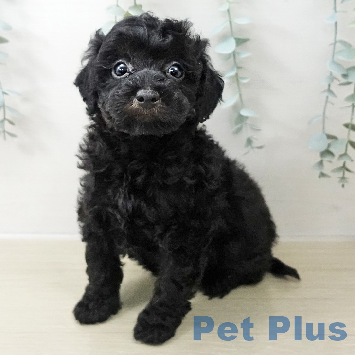 福島県のトイプードル(トイ) (ペットプラス イオンタウン郡山店/2025年11月7日生まれ/男の子/ブラックタン)の子犬の1枚目の画像