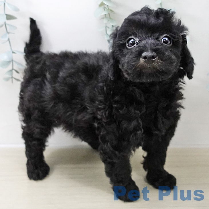 福島県のトイプードル(トイ) (ペットプラス イオンタウン郡山店/2025年11月7日生まれ/男の子/ブラックタン)の子犬の2枚目の画像