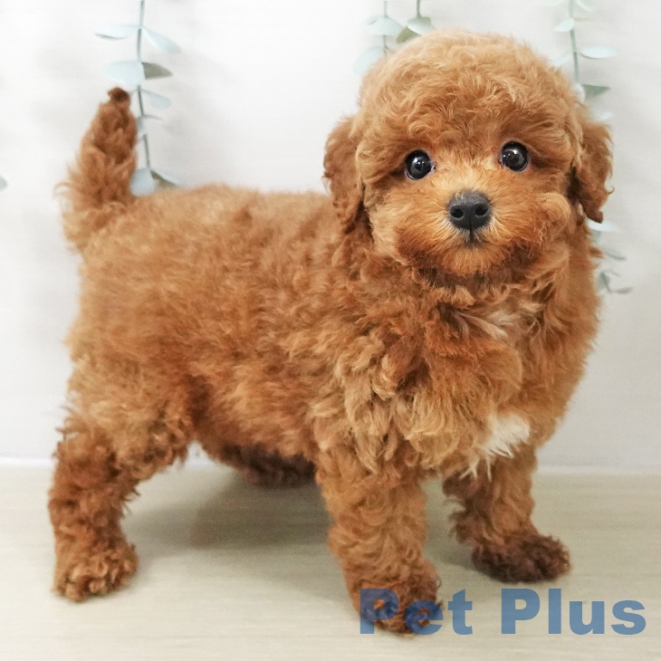 埼玉県のトイプードル(トイ) (ペッツワン 新座店/2025年11月8日生まれ/男の子/レッド)の子犬の1枚目の画像