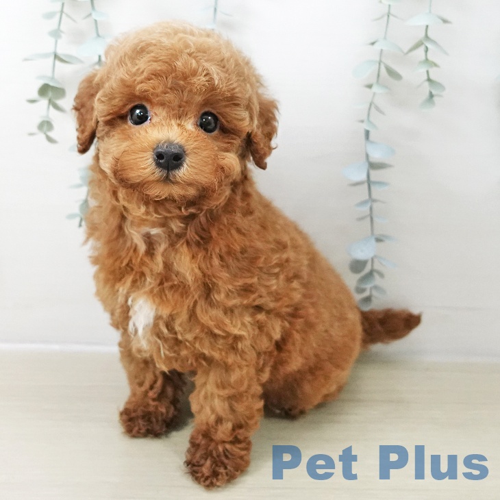 埼玉県のトイプードル(トイ) (ペッツワン 新座店/2025年11月8日生まれ/男の子/レッド)の子犬の2枚目の画像