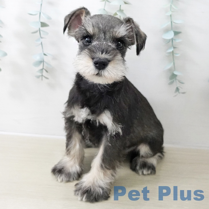 長野県のミニチュアシュナウザー (ペットプラス 須坂店/2025年11月12日生まれ/男の子/ソルトペッパー)の子犬の1枚目の画像